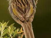 Coludo chico (Lesser-grass Finch) Emberizoides ypiranganus