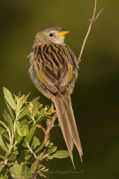 Coludo chico (Lesser-grass Finch) Emberizoides ypiranganus