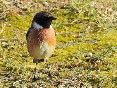 Día del Águila Pescadora: censo ibérico (14.01.17)