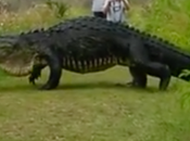 cocodrilo gigante deja pasmados fotógrafos