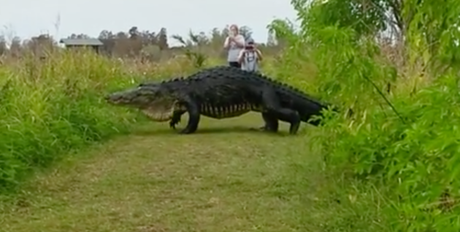 Un cocodrilo gigante deja pasmados a fotógrafos