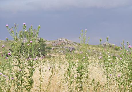 Año Nuevo en las Sierras - { Tandil en Chacra Bliss I}