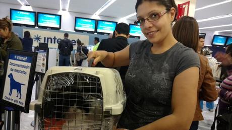Requisitos para Viajar con Mascotas en Avión - Paperblog