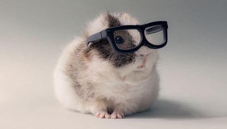 Te Damos 5 Razones Para Tener Una Cobaya Como Mascota ¡Querrás Tener Una Ya!