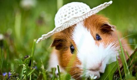 Te Damos 5 Razones Para Tener Una Cobaya Como Mascota ¡Querrás Tener Una Ya!