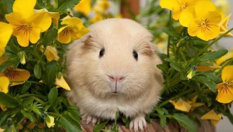 Te Damos 5 Razones Para Tener Una Cobaya Como Mascota ¡Querrás Tener Una Ya!