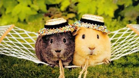 razones para tener una cobaya como mascota