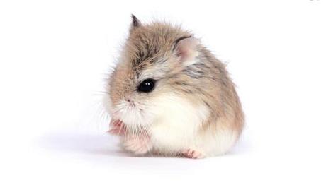 Hámster Ruso, La Mejor Elección De Mascota Para Ti