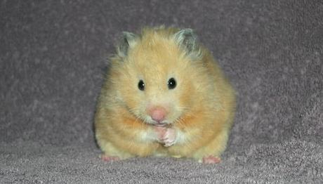 Hámster Ruso, La Mejor Elección De Mascota Para Ti