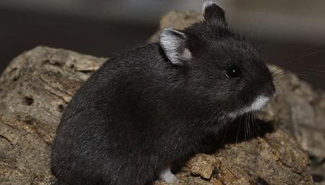 Hámster Ruso, La Mejor Elección De Mascota Para Ti