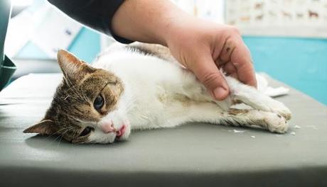 Panleucopenia Felina: Un Peligroso Virus Que Puede Atacar A Tu Gato! ¡Alerta!