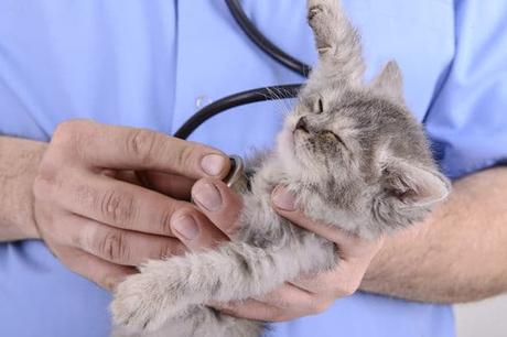 Panleucopenia Felina: Un Peligroso Virus Que Puede Atacar A Tu Gato! ¡Alerta!