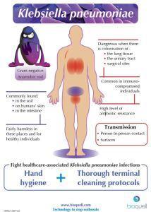 klebsiella bacteria pneumoniae