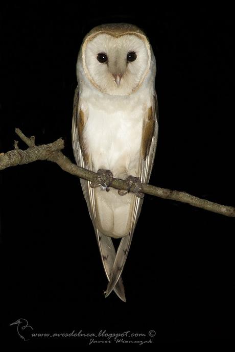 Lechuza de campanario (Barn owl) Tyto alba