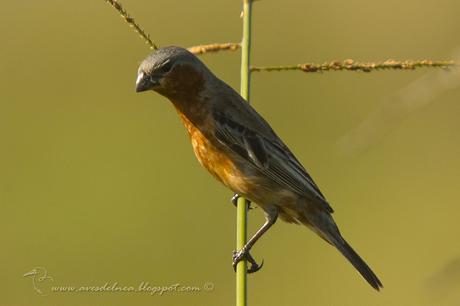 Capuchino canela (Tawny-bellied Seedeater) Sporophila hypoxantha