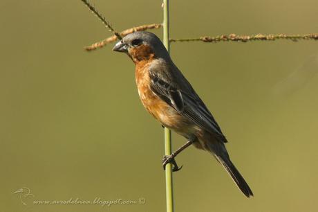Capuchino canela (Tawny-bellied Seedeater) Sporophila hypoxantha