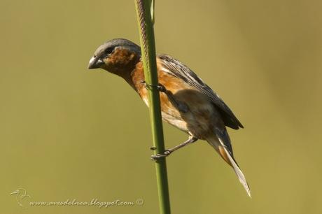 Capuchino canela (Tawny-bellied Seedeater) Sporophila hypoxantha