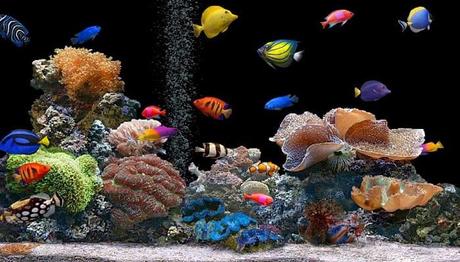 Cómo Instalar Un Acuario En 10 Sencillos Pasos. ¡Anímate!