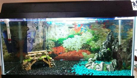 Cómo Instalar Un Acuario En 10 Sencillos Pasos. ¡Anímate!