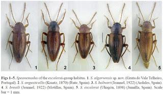 Nuevo coleóptero en cuevas de Portugal
