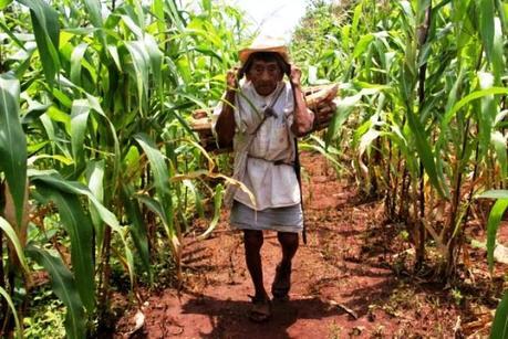 INSÓLITO: Agricultores mayas toman experiencia en Cuba