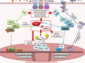 nuevo mecanismo cáncer mama
