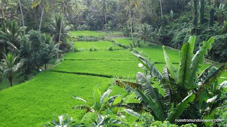 Ubud; un paseo por los campos de arrozales