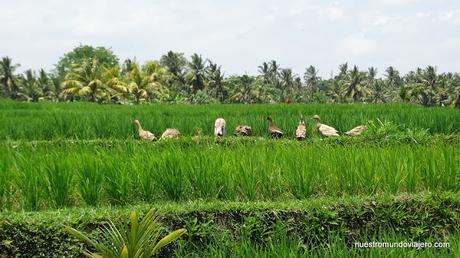 Ubud; un paseo por los campos de arrozales