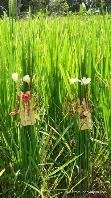 Ubud; un paseo por los campos de arrozales