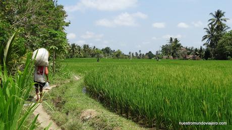 Ubud; un paseo por los campos de arrozales