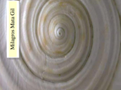 Mata caracol, novela Milagros Mata-Gil