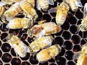 Brutal ataque acaro varroa brute attack mite.