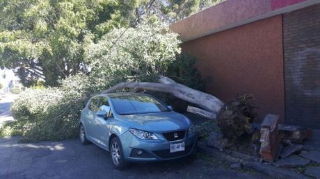 Fuertes vientos provocan caída de árboles y espectáculares