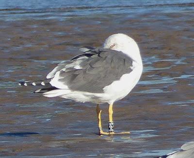 Gaviotas sombrías: anillas (1)