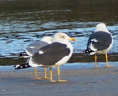 Gaviotas sombrías: anillas (1)