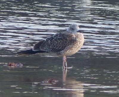 Gaviotas sombrías: anillas (1)