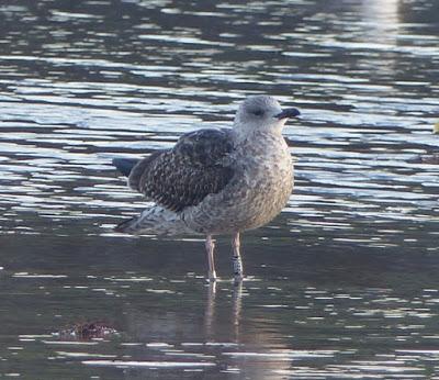 Gaviotas sombrías: anillas (1)