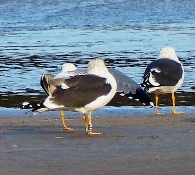 Gaviotas sombrías: anillas (1)