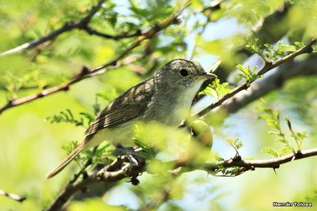 Barullero (Euscarthmus meloryphus)