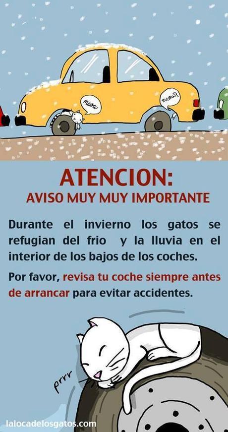 cuidado con gatos invierno