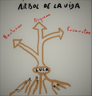 El origen de la vida: el primo Locki