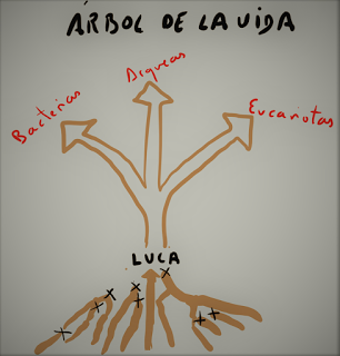 El origen de la vida: el primo Locki