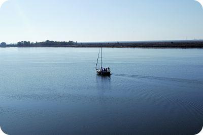 Albóndigas de Ternera en Salsa a la Pimienta Verde