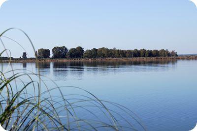Albóndigas de Ternera en Salsa a la Pimienta Verde