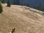 making Audi convertido viral