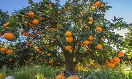 fotos planta naranja