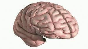 Te recomendamos leer estas interpretaciones al soñar con un cerebro.