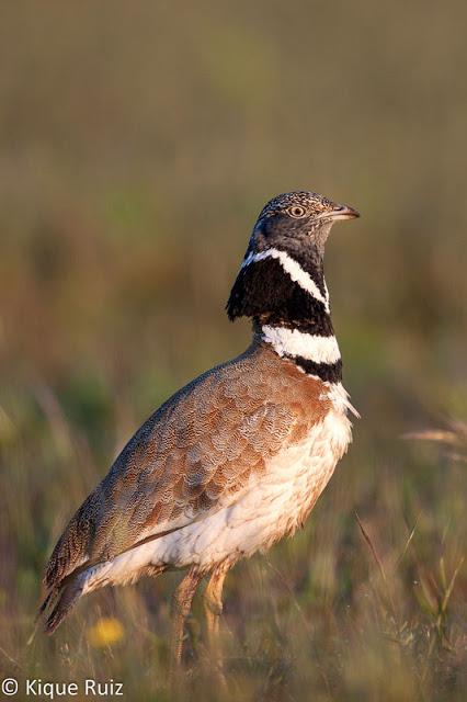 Sisón, ave del año 2017