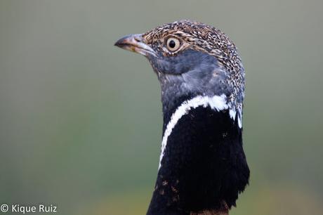 Sisón, ave del año 2017