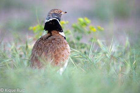 Sisón, ave del año 2017